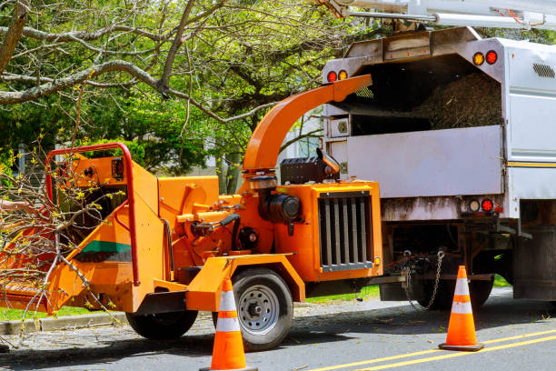 Best Storm Damage Tree Cleanup  in Osceola, MO